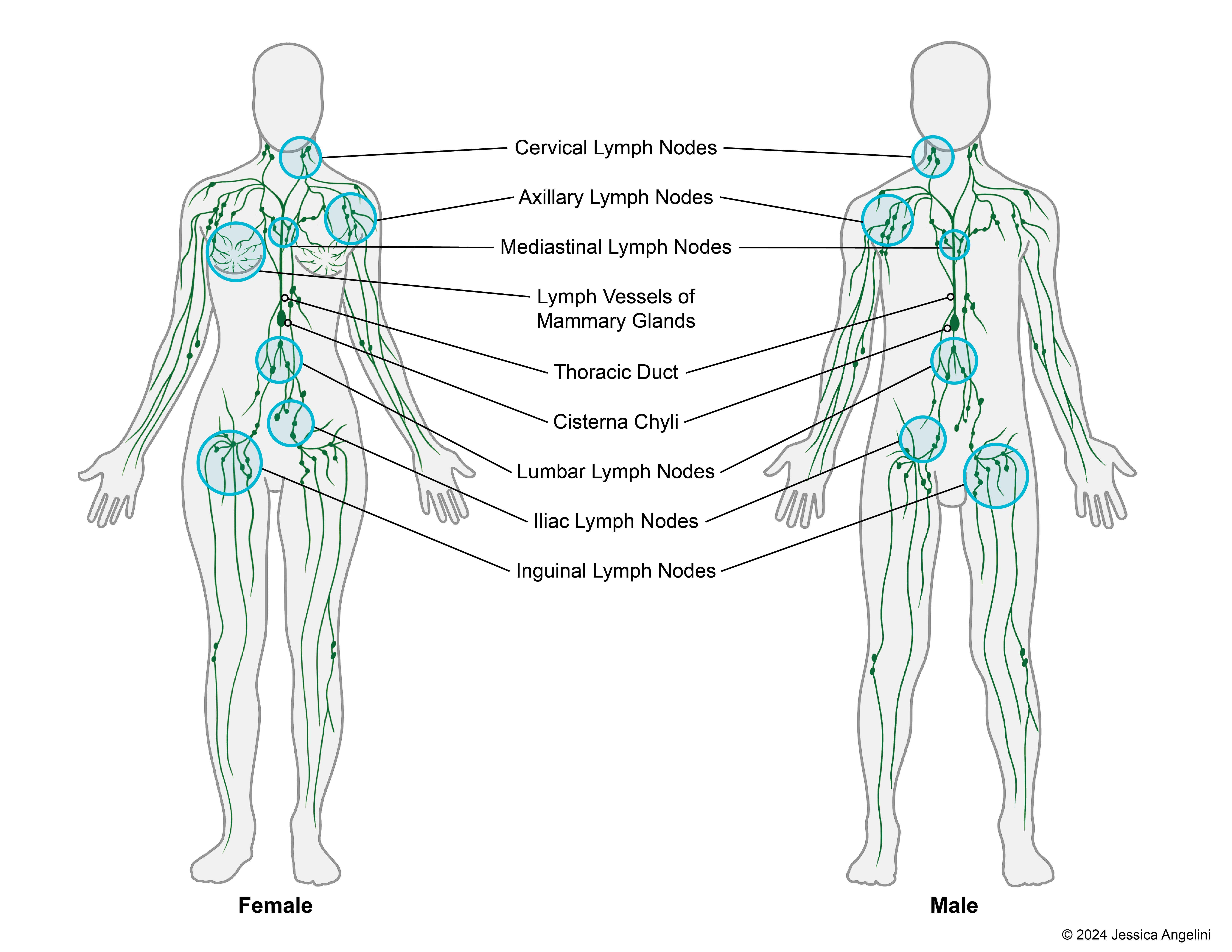 Female Lymphatic System Diagram