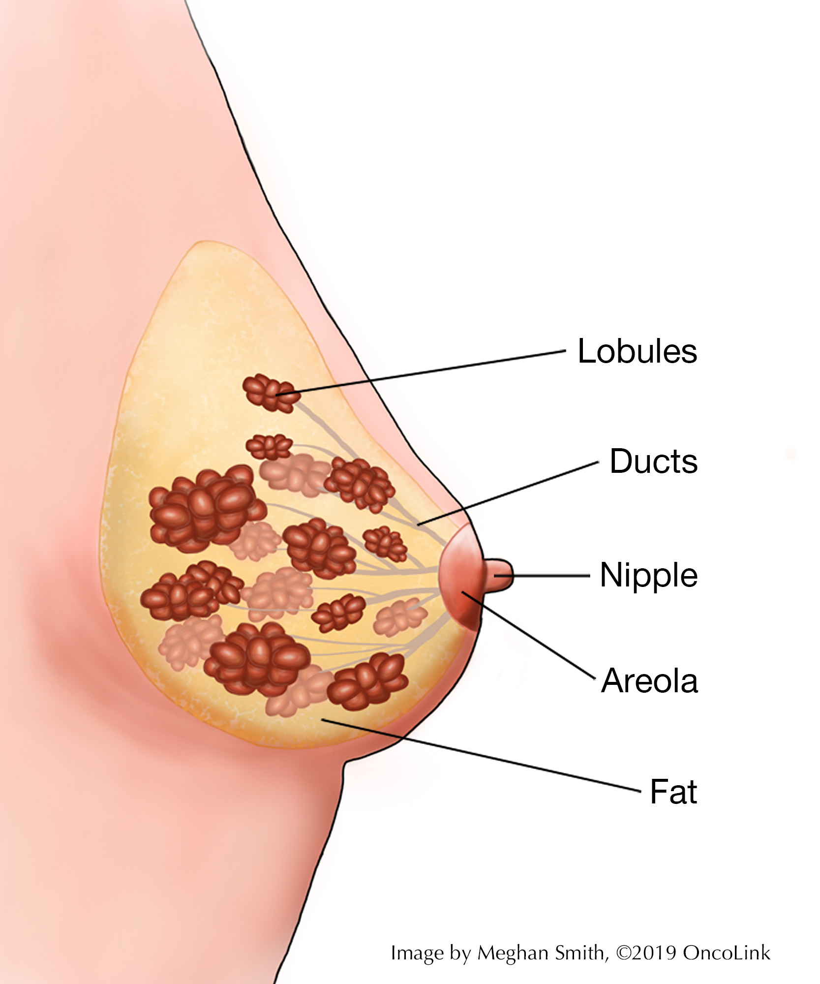 https://www.oncolink.org/var/site/storage/images/media/oncolink/images/megan-images/breast-anatomy/361045-1-eng-US/breast-anatomy.jpg