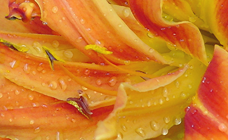 Fran&ccedil;ois Duc de La Rochefoucauld